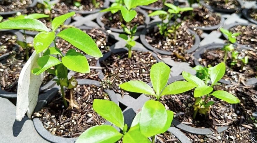 Cacau e Árvores Nativas: Uma Parceria Sustentável no Sul da Bahia